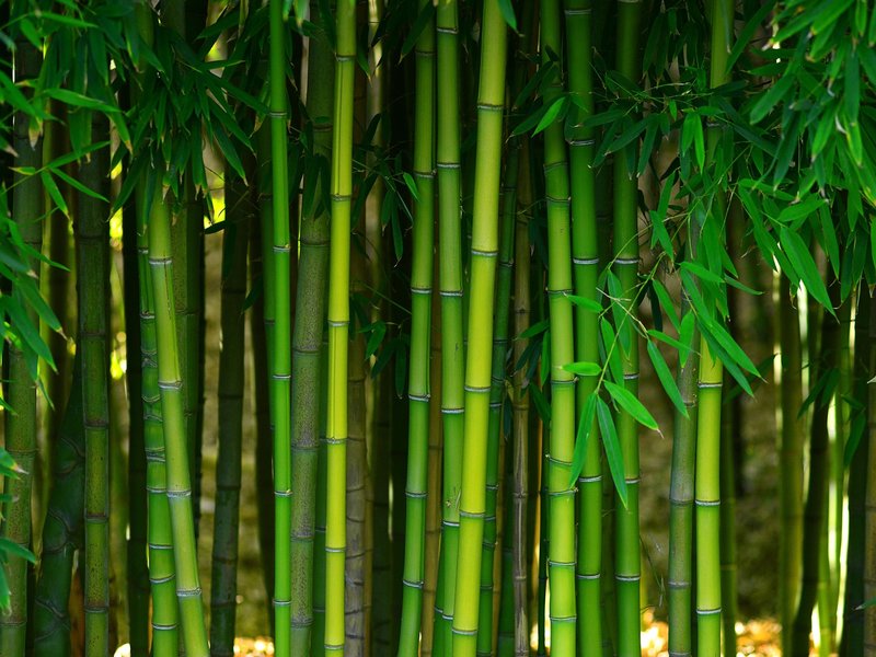 Bamboo